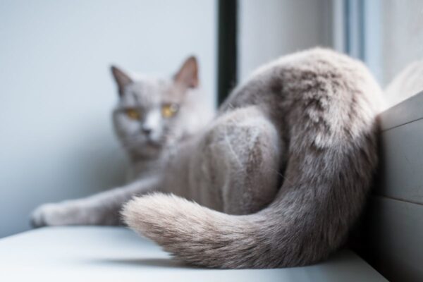 dlaczego kot macha ogonem