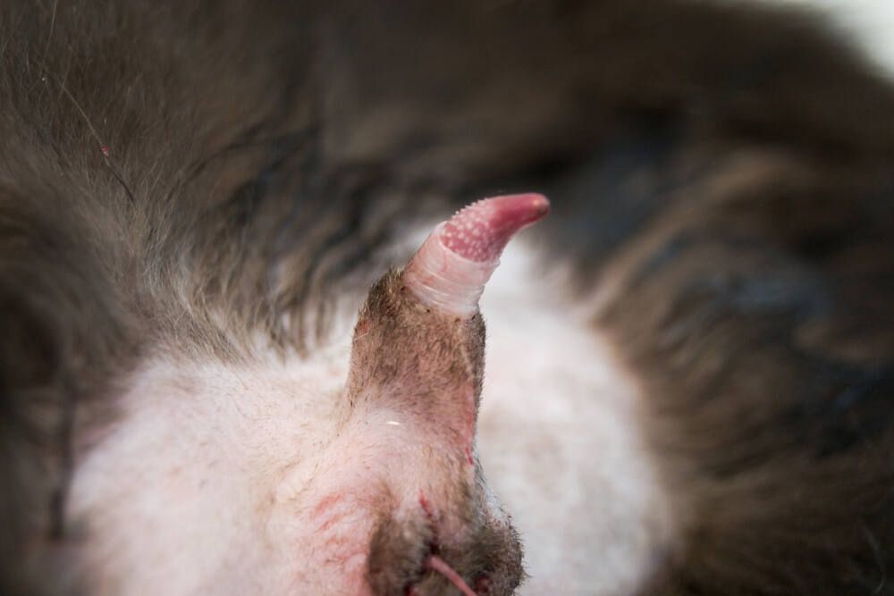 koci penis haczyki (1).jpg