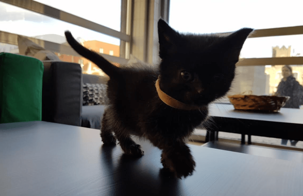 koci salon w dublinie