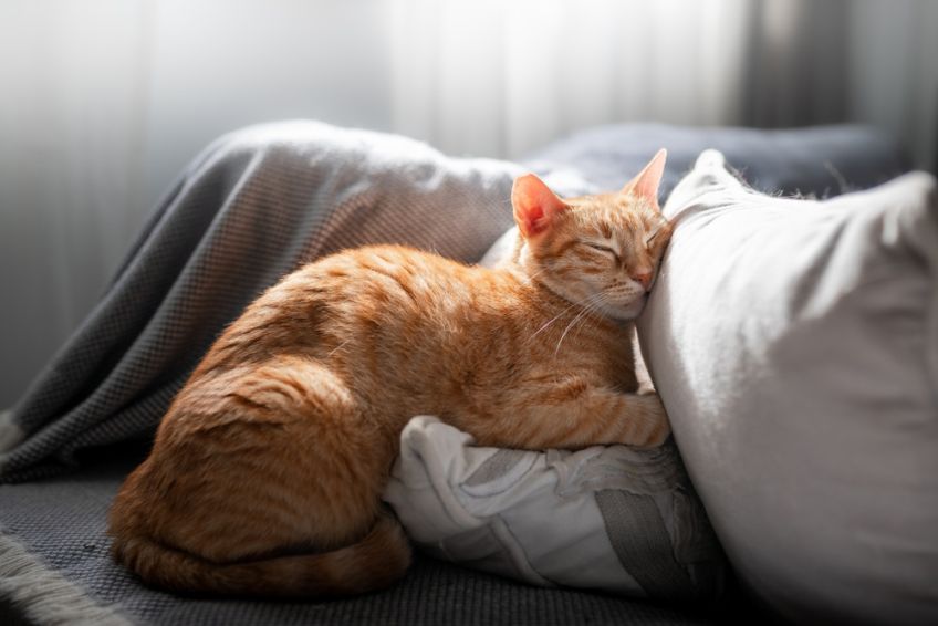 kocia-drzemka-rudy-kot-lezy-na-kanapie.jpg
