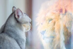 Czego mogą nauczyć nas koty? To pytanie zadał sobie filozof John Gray i można powiedzieć, że doszedł do wniosków genialnych w swojej prostocie.