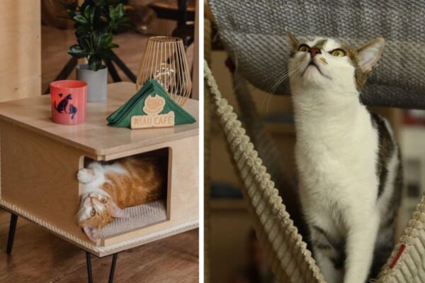 kocia kawiarnia miau cafe.jpg