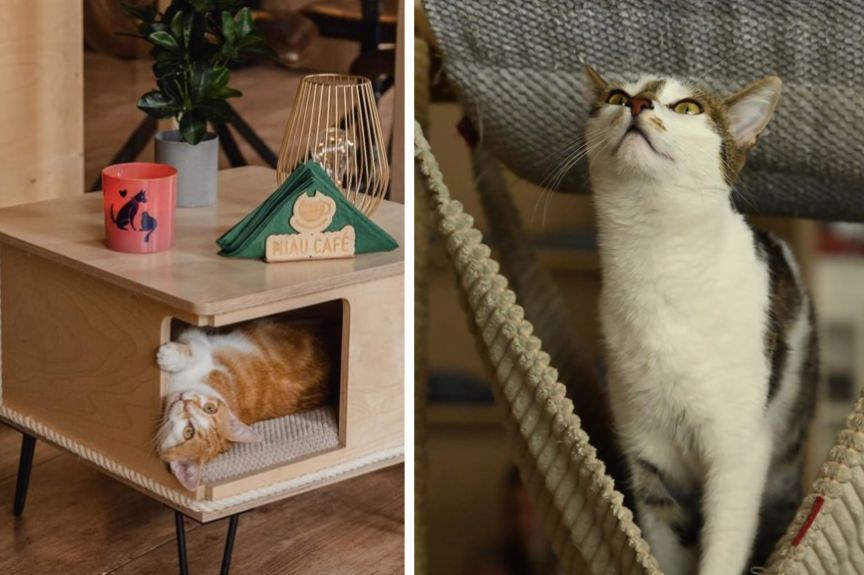 kocia kawiarnia miau cafe.jpg