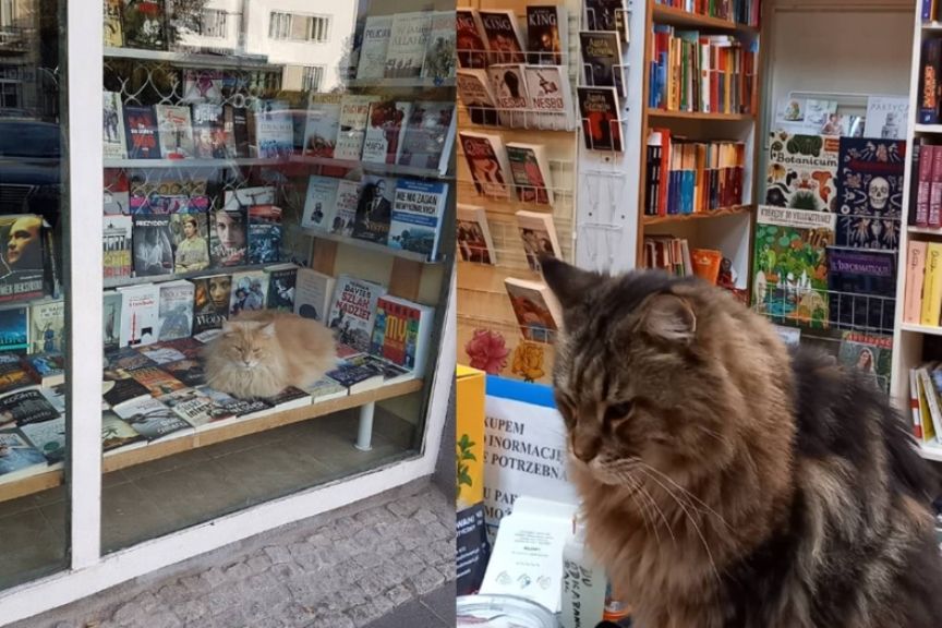 kocia księgarnia na Saskiej Kępie