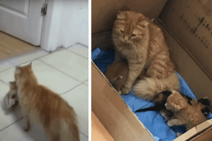 Kocia mama zaprowadziła kociaki do szpitala