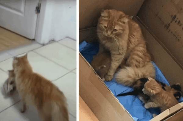 Kocia mama zaprowadziła kociaki do szpitala