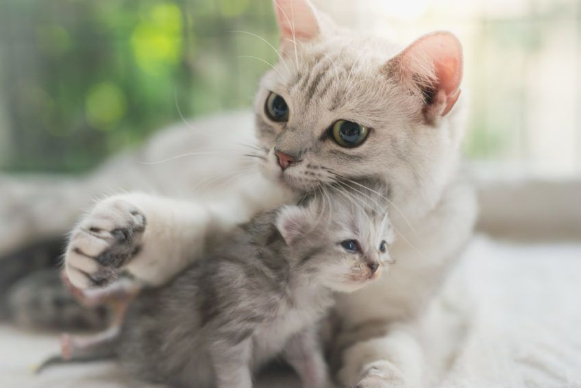 luka immunologiczna u kota