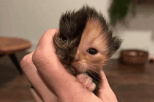 Apricot - kocia chimera