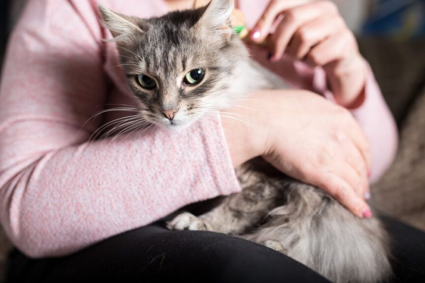 Dziwne zachowanie kota po powrocie