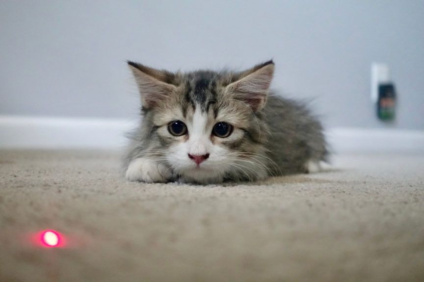 dlaczego koty lubią laser