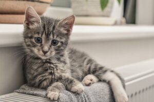 jak przygotować dom na kociaka