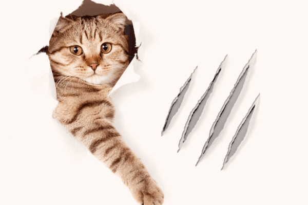 kot drapie w ścianę