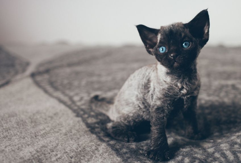 kociak rasy devon rex