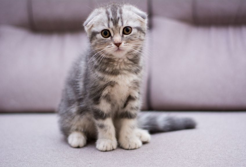 kociak szkocki zwisłouchy