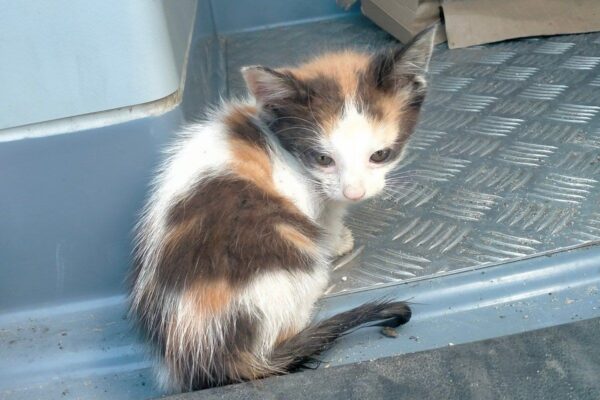 kociak w kontenerze na śmieci