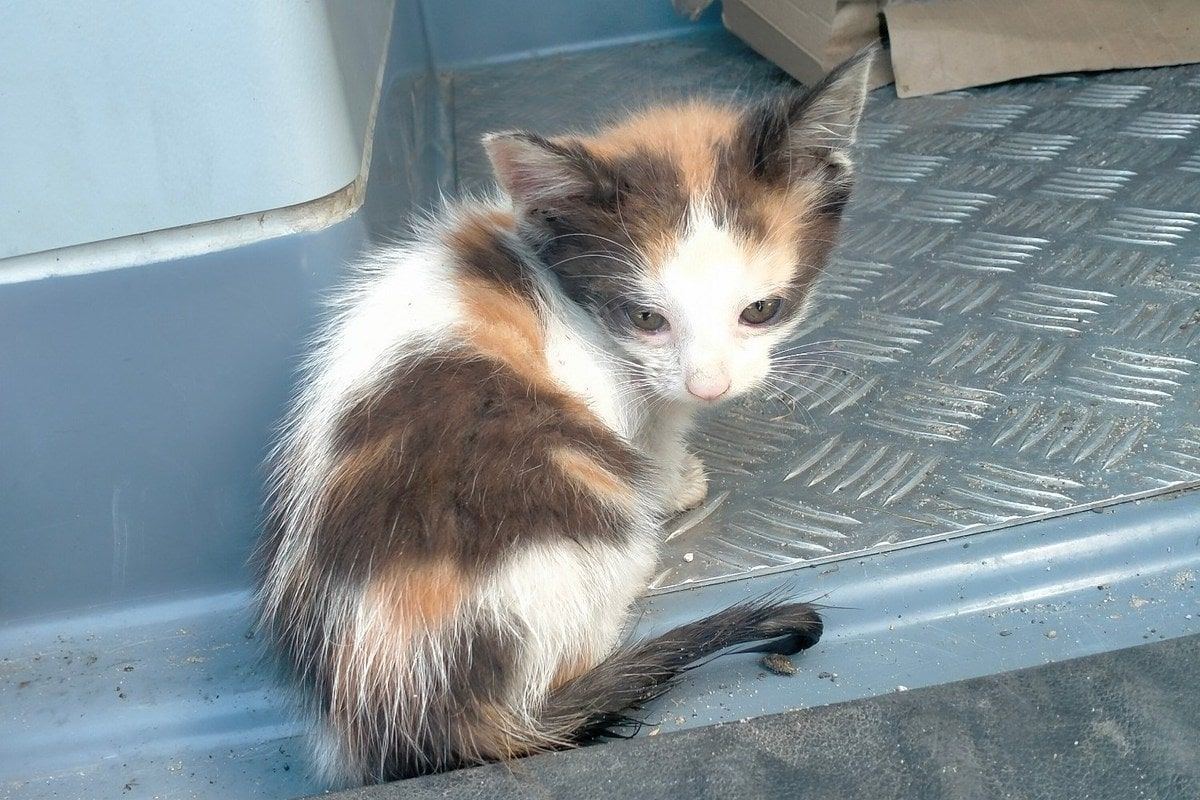 kociak w kontenerze na śmieci