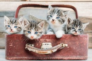 Jak dobrze znasz kocie rasy