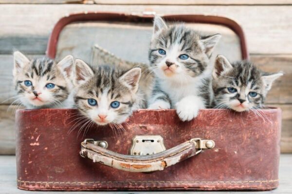 Jak dobrze znasz kocie rasy