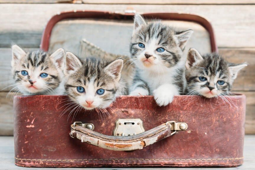 Jak dobrze znasz kocie rasy