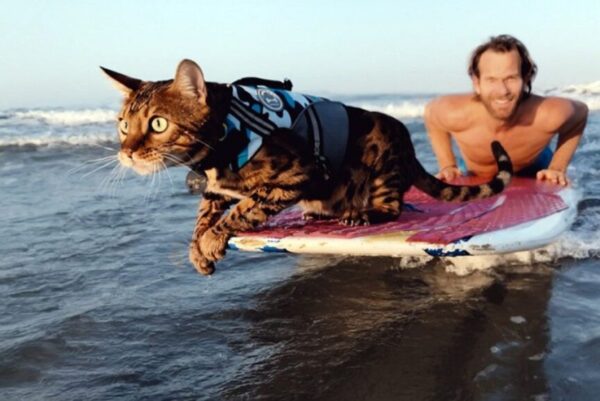 kociarze serial na netflixie