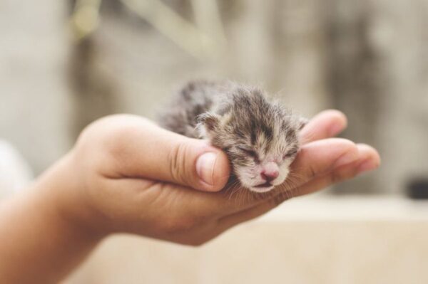 kiedy kocięta otwierają oczy