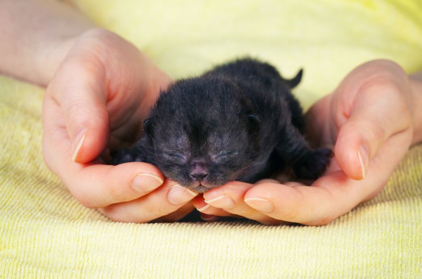 jak opiekować się małym kotkiem