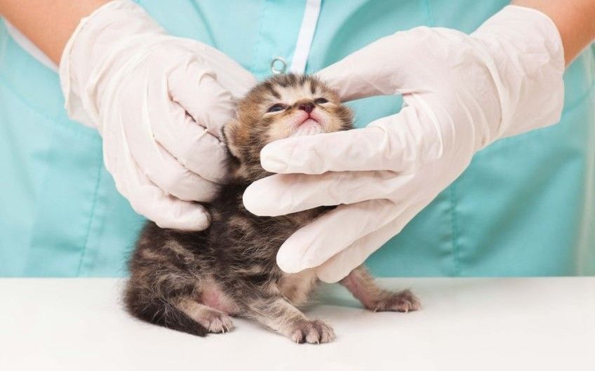 jak opiekować się małym kotkiem