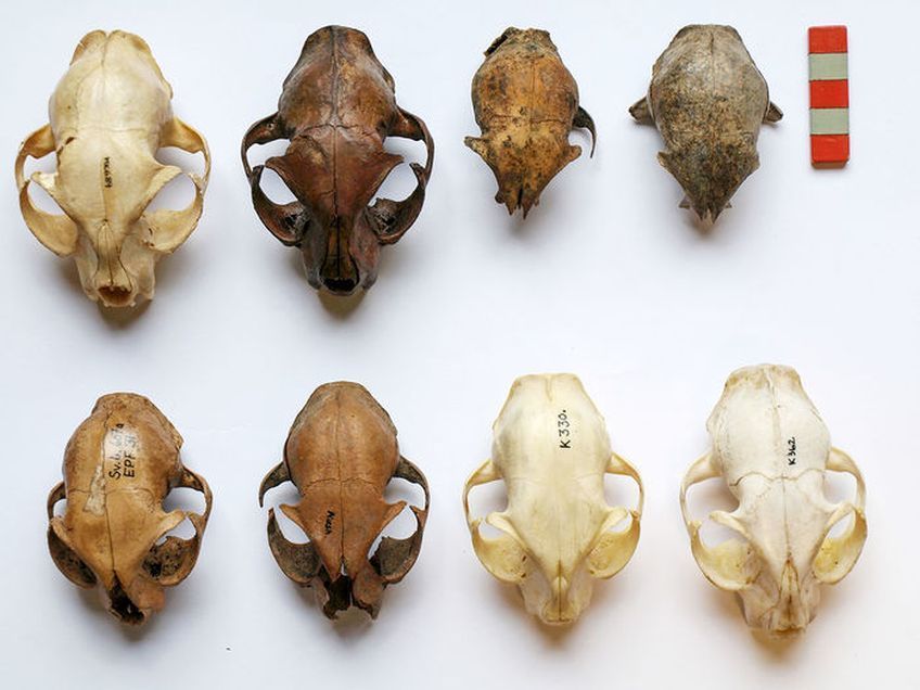 koty z czasów wikingów a współczesne koty