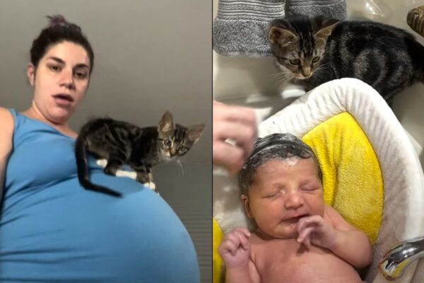 kocię i niemowlę najlepsza przyjaźń