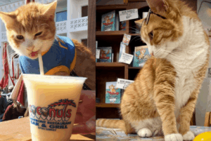 kocie imperium kot Pip