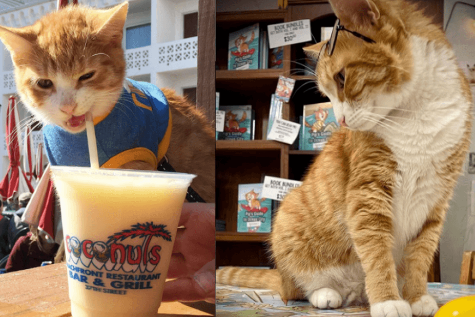 kocie imperium kot Pip