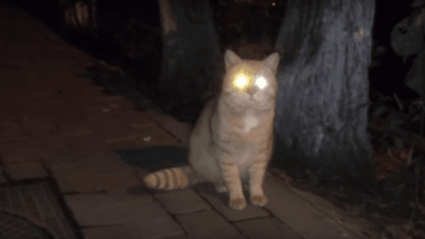 Dlaczego oczy kota świecą w ciemności?