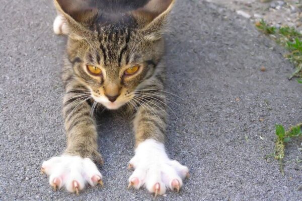 usuwanie pazurów u kota