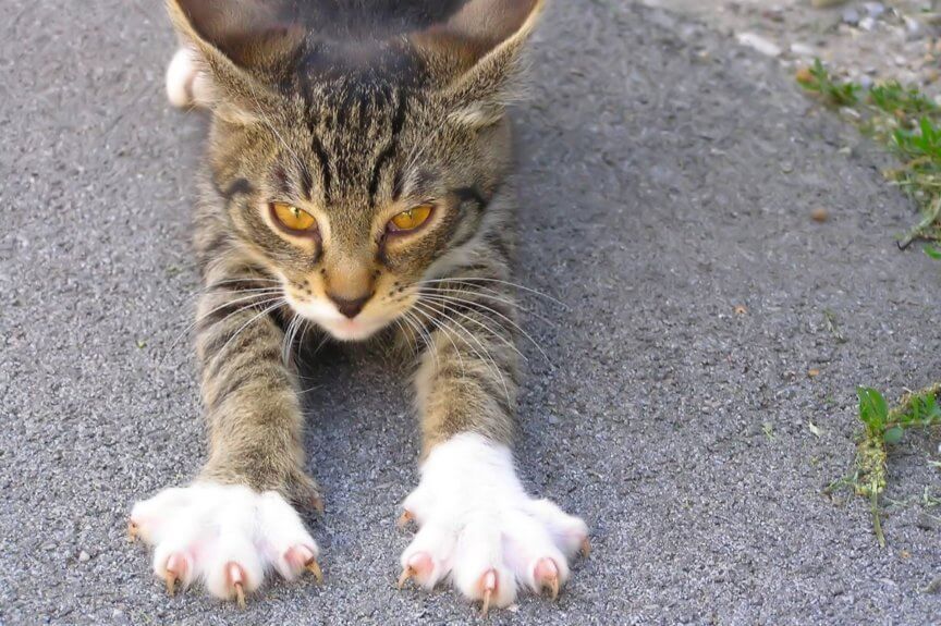 usuwanie pazurów u kota