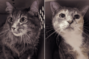 kocie rodzeństwo zostawione pod schroniskiem