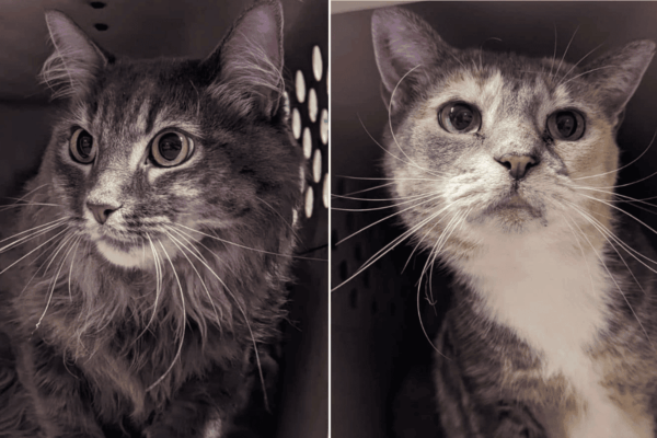 kocie rodzeństwo zostawione pod schroniskiem