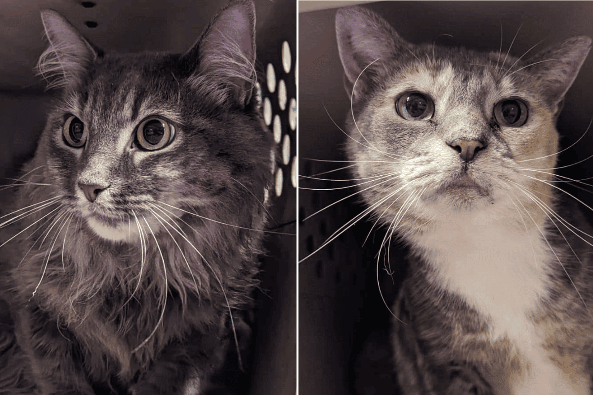 kocie rodzeństwo zostawione pod schroniskiem