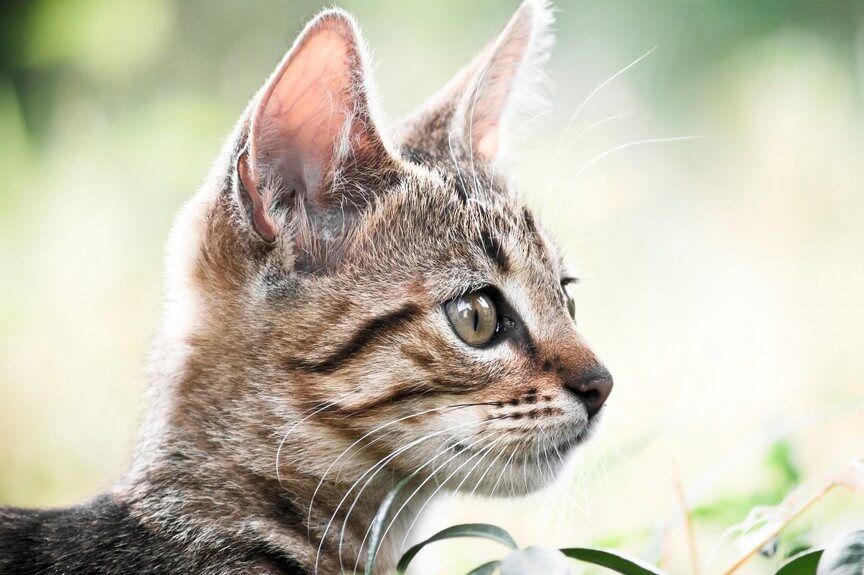 kieszonki w uszach kota