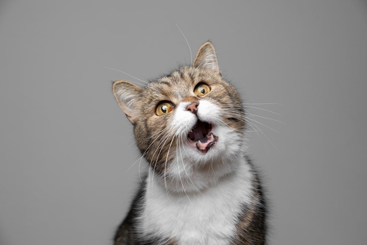 kocie wycie co oznacza