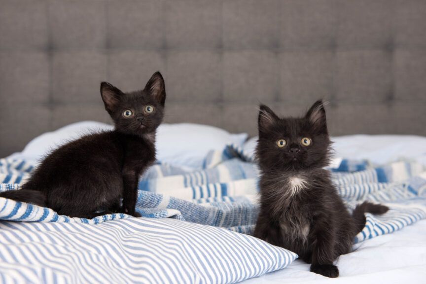 67-latka chciała utopić kocięta