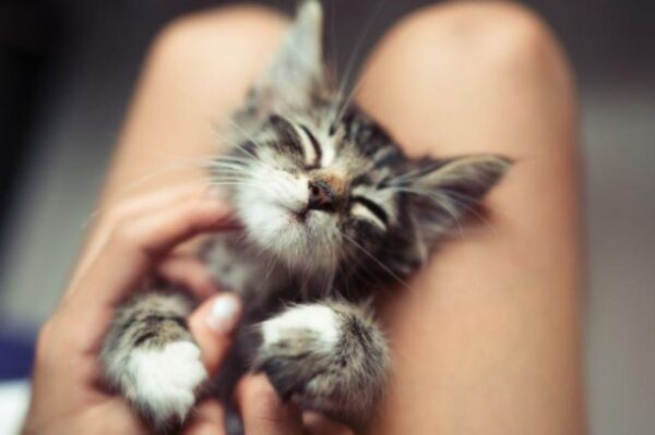 czy kocięta mruczą.jpg