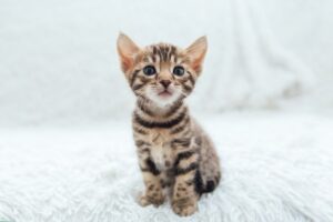 kocięta w nowym domu