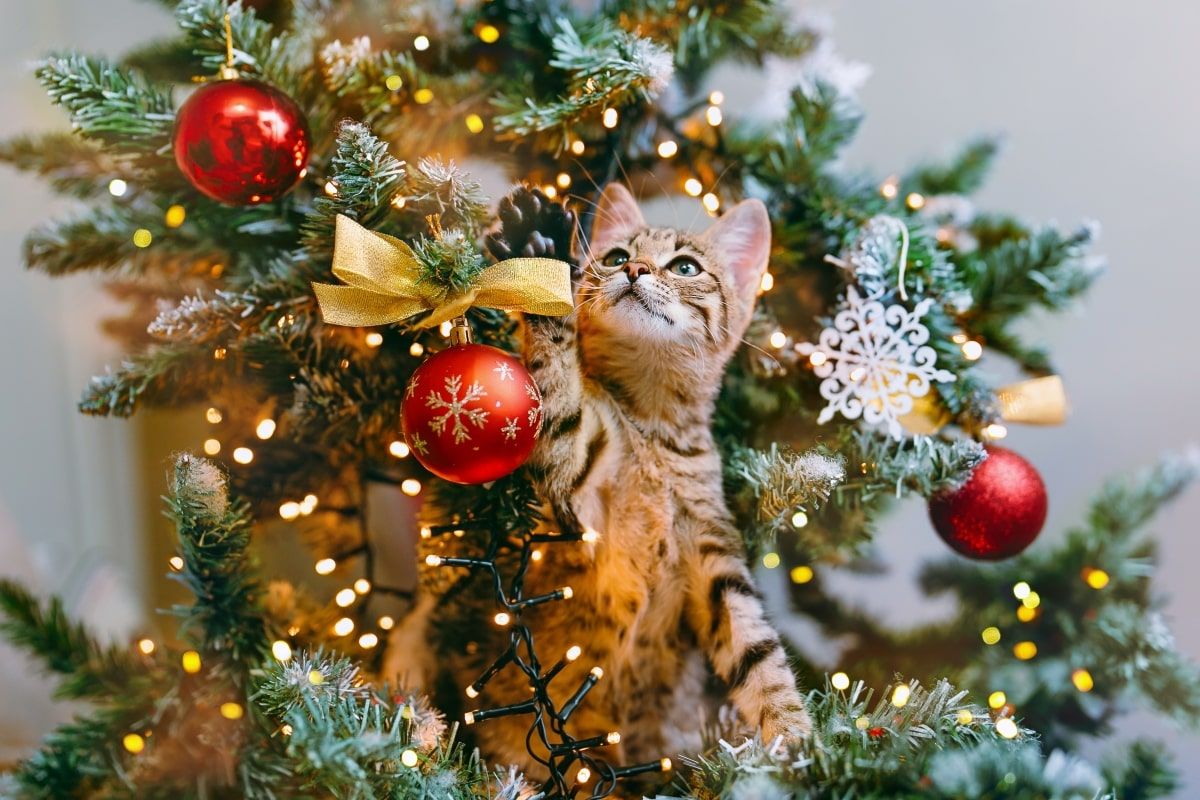 kocioodporna choinka