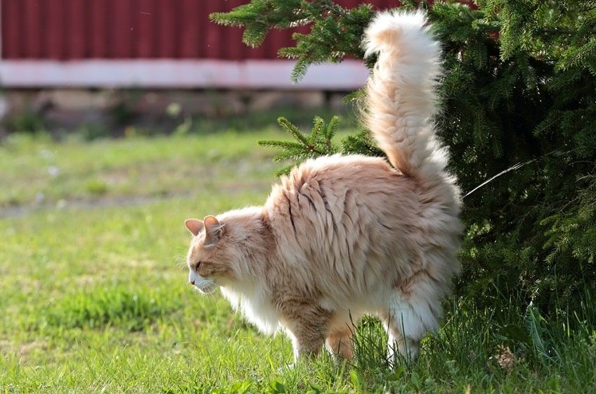 kocur czy kotka-min.jpg