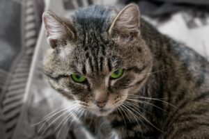 kocury mają duże głowy