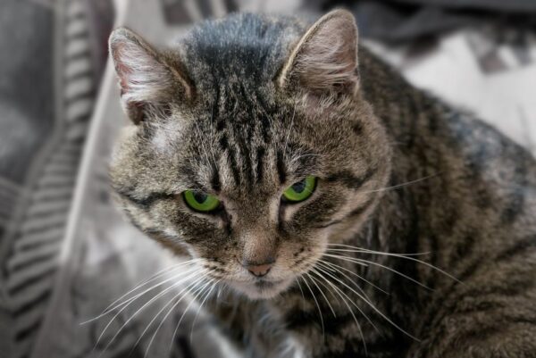 kocury mają duże głowy