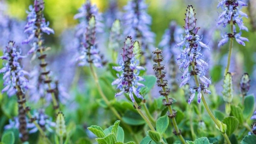 rośliny odstraszające koty