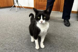 komendant z Chojnic adoptował kotkę