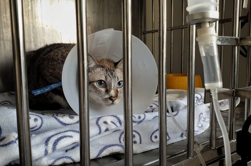 konsekwencje odwodnienia kota-min.jpg