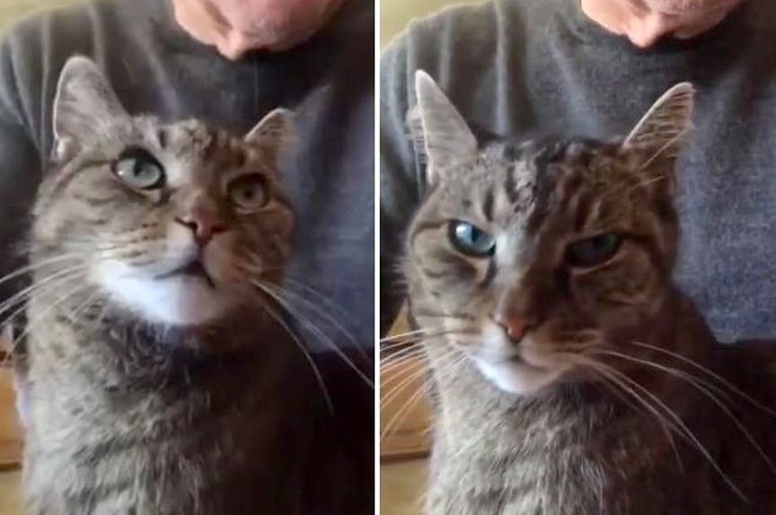 Anthony Hopkins i jego kot Niblo